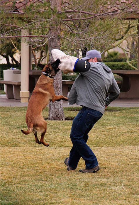 Dog protection training near me - Basic obedience done properly and formally is the foundation for all dog training. Whether your goal is a well-trained family pet or a world-class working dog. Basic on-leash dog training is the foundation for everything you want to do. Our Master Trainer, Lee Hamilton, has 33 years and 100,000+ hours of …